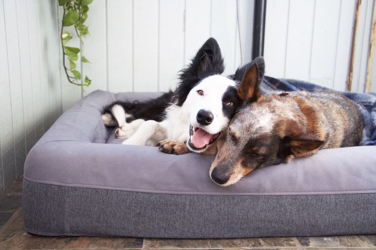 Best Dog Beds